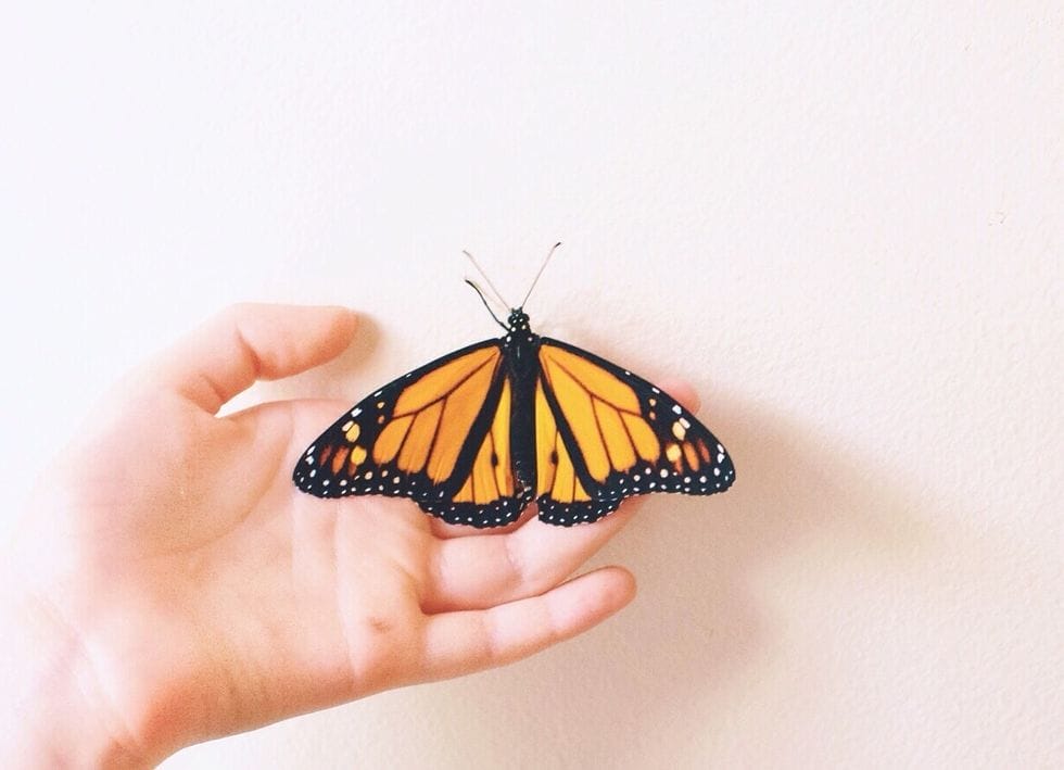 butterfly in a child's hand