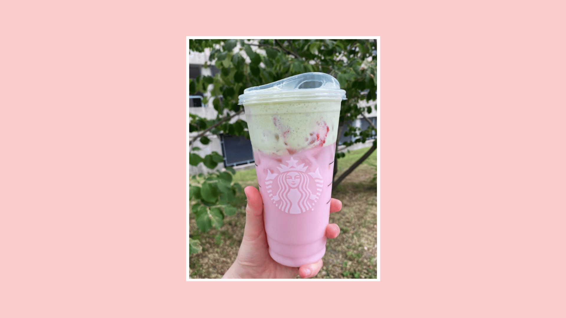 Starbucks Pink Drink