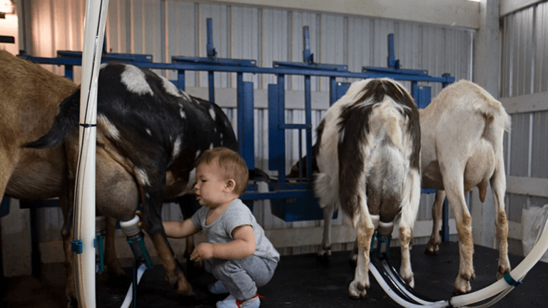 little boy milking goats