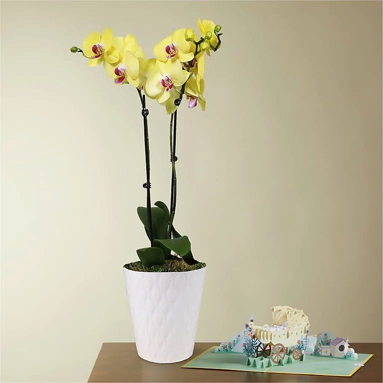 Yellow Orchid with Lovepop Card