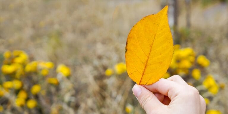 child holding fall leaf nature walk nature walk diy