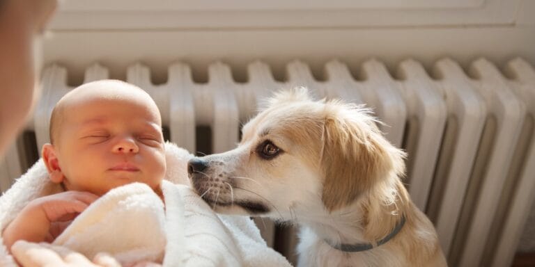 dog meeting new baby dog guilt introducing dog to new baby