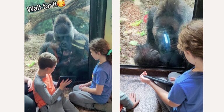 Gorilla watching kids' ipad