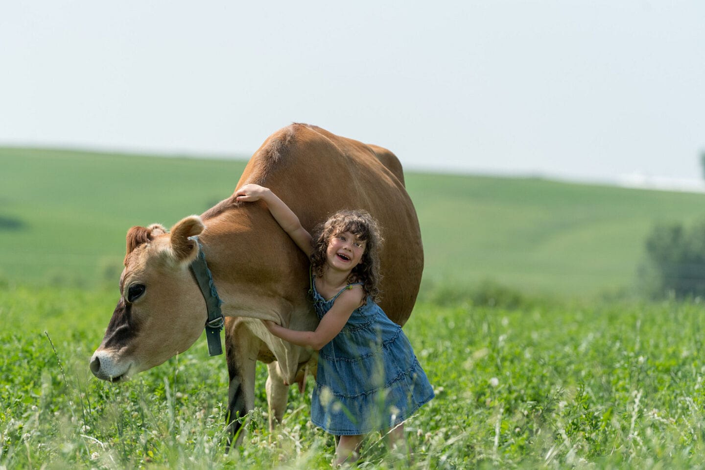 little girl hugging cow on pasture